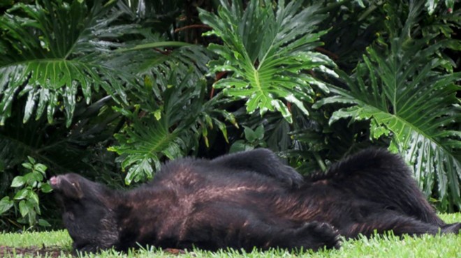 Hungry bear eats 20 pounds of dog food and naps on Florida man's lawn