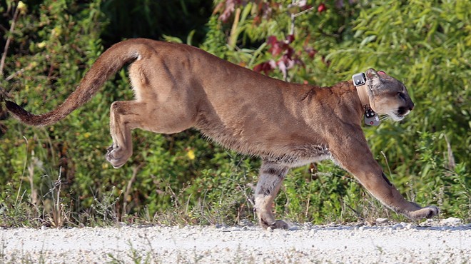 Florida drivers have killed roughly 10 percent of panther population this year