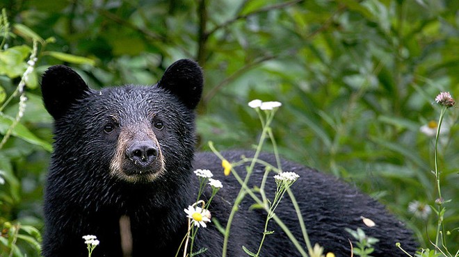 Conservation group files emergency motion to block Florida’s bear hunt