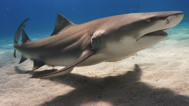 A lemon shark, the creature Bitner believes attacked him Sunday.