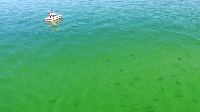 Drone footage shows hundreds of loitering sharks off the coast of Florida