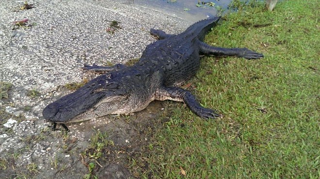 A Volusia County hunter fell off his boat and was bitten by a 12-foot gator