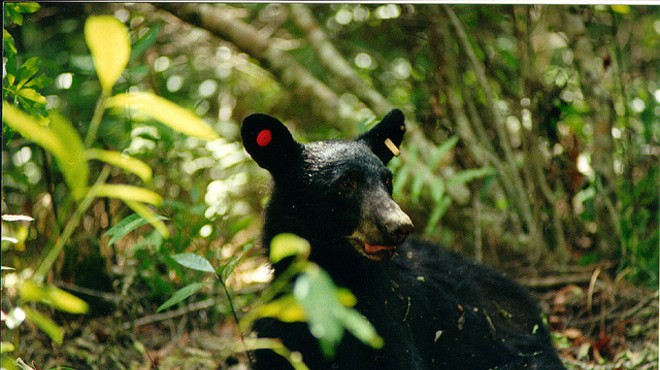 Florida bear hunters are getting angry emails from protesters
