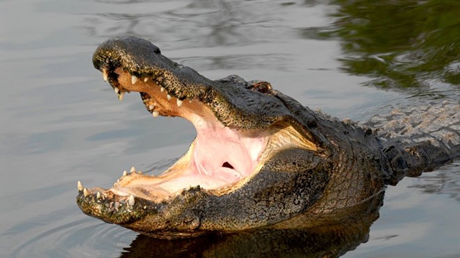 Gatorland offers half-price tickets this month for Florida residents