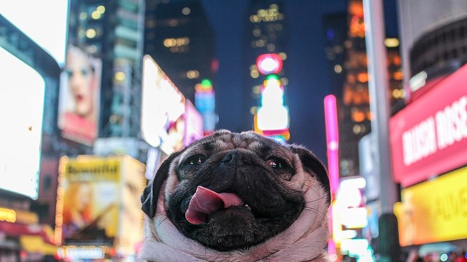 Doug the Pug, the most followed pug on the Internet, is coming to Orlando