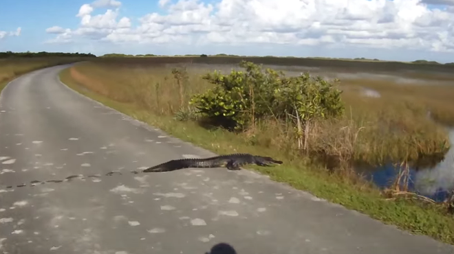 Watch this Florida bicyclist encounter an alligator, or crocodile, or whatever