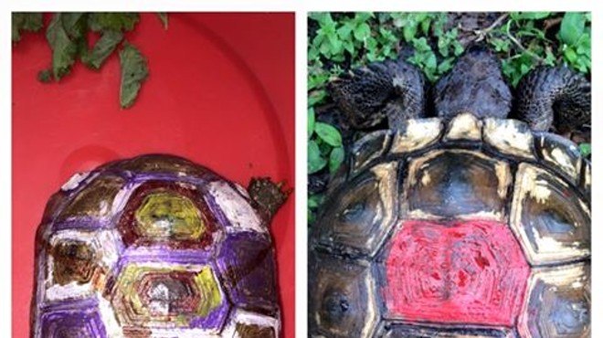 Some local idiots painted federally protected gopher tortoises
