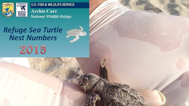 A record number of green sea turtles nested along Florida beaches in 2015