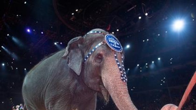 Feld Entertainment announces early retirement for all Ringling Bros. circus elephants
