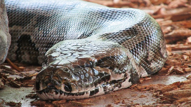 A Burmese python bigger than two Shaqs was captured near Miami