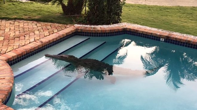 An 8 foot crocodile was found in a Florida man’s pool