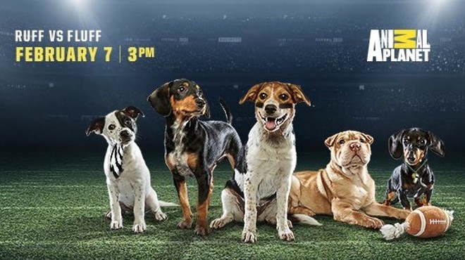 Meet the 12 Orlando puppies appearing in Puppy Bowl XII
