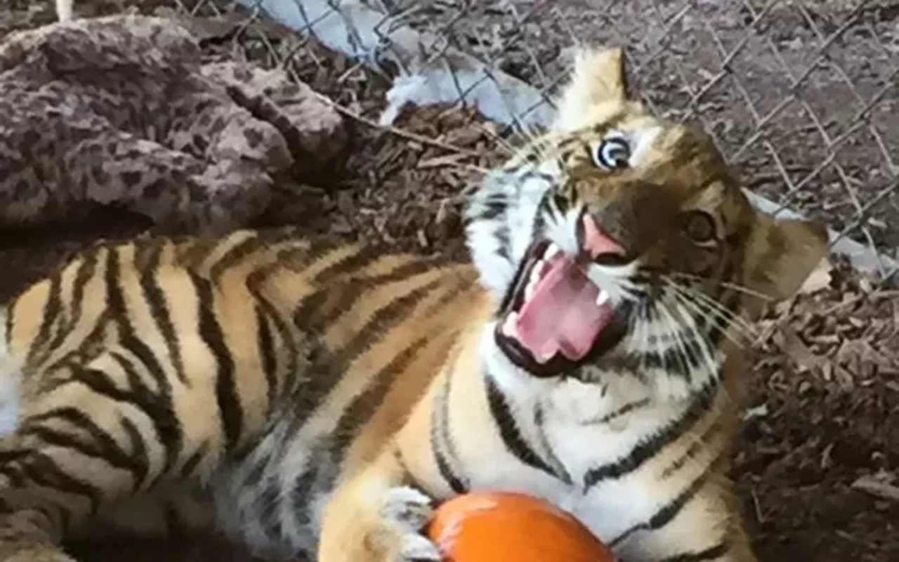 Image: CARE Animal Sanctuary Open House