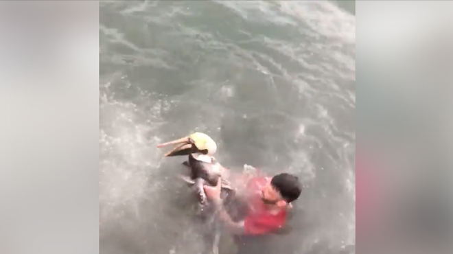 Florida wildlife officials want to arrest that Maryland asshole who tackled a pelican