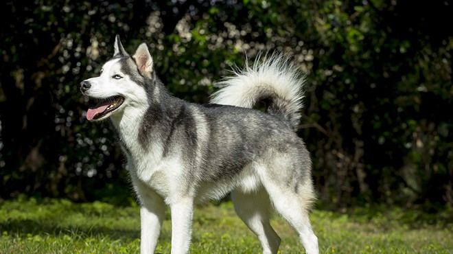 This is Micky, a 3-year-old Siberian husky and our cover model from the 2015 Puppy Love issue.
