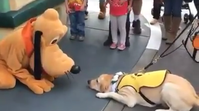 Watch this cute guide dog in training meet Pluto for the first time
