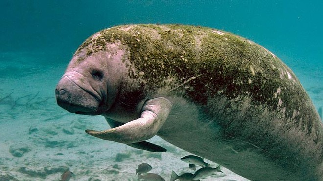 Wildlife officials holding public meeting on manatee reclassification this weekend