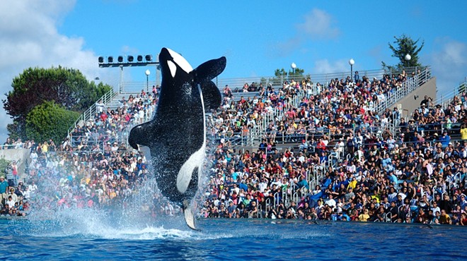 SeaWorld admits employees posed as animal activists