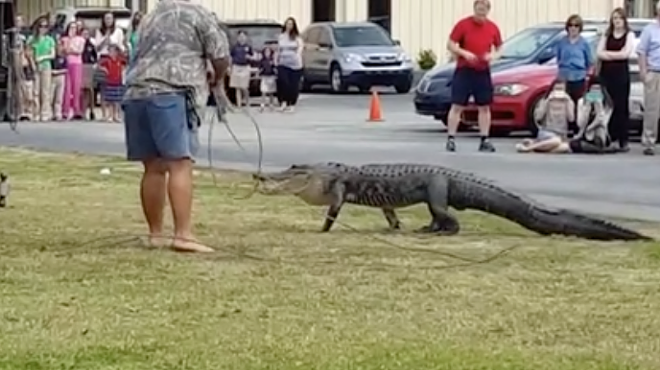 Lakeland students watch as 10-foot gator is trapped on campus