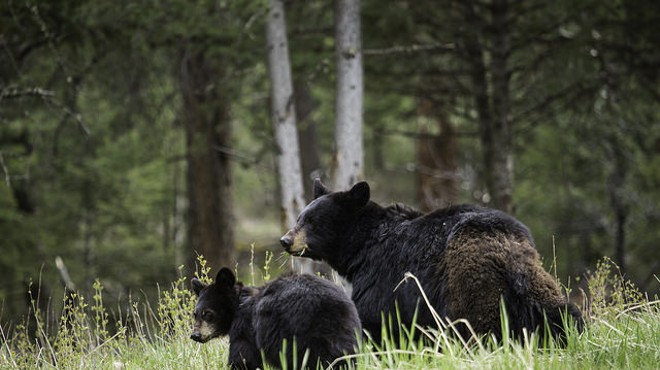 Scientists petition to classify Florida black bears as endangered species