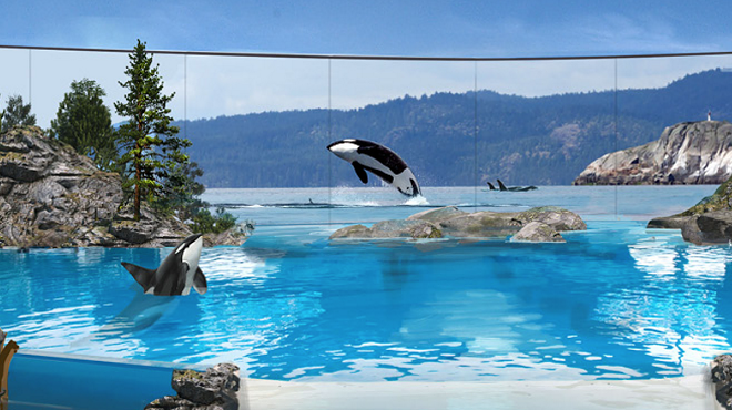SeaWorld releases details on what the future of their remaining orcas will look like