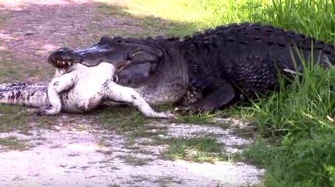 Watch this massive Florida gator eat a much smaller, weaker gator