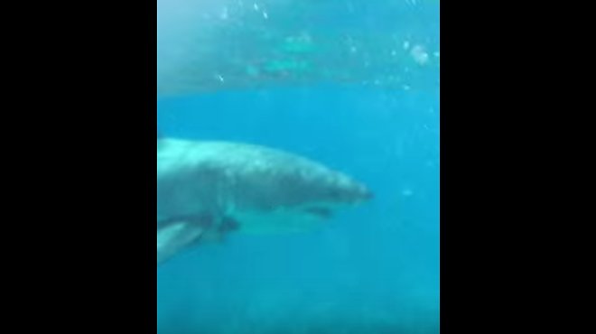 Tourists capture rare footage of great white shark off Florida Keys