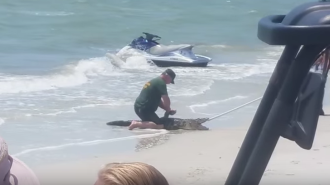 A very lost and confused alligator was caught on Fort Myers Beach last week