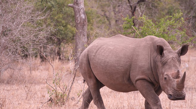 To prevent extinction, African rhinos could make their way to Florida