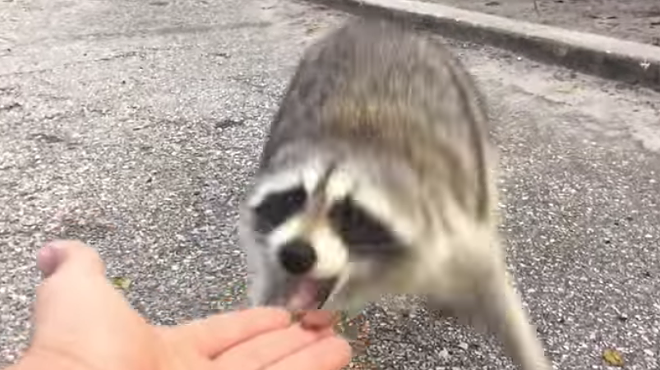 Orlando man learns important lesson: Raccoons will bite your dumb ass