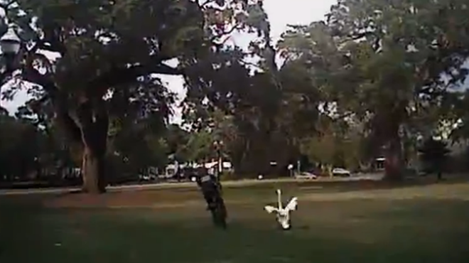 Video evidence proving Lake Eola swans hate Orlando bike cops