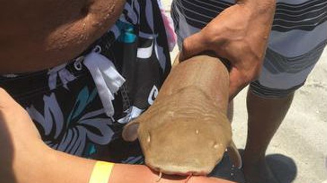 Florida woman goes to hospital with nurse shark attached to arm