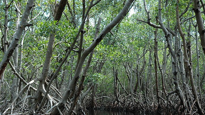 Trump says Florida Everglades restoration money is 'coming soon'