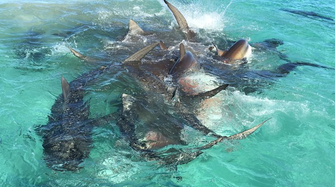 This drone footage of 70 sharks eating a whale carcass is the most metal thing you'll see today