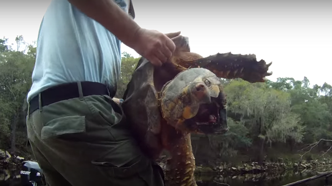 These terrifyingly huge snapping turtles exist, and the FWC doesn't want you to mess with them