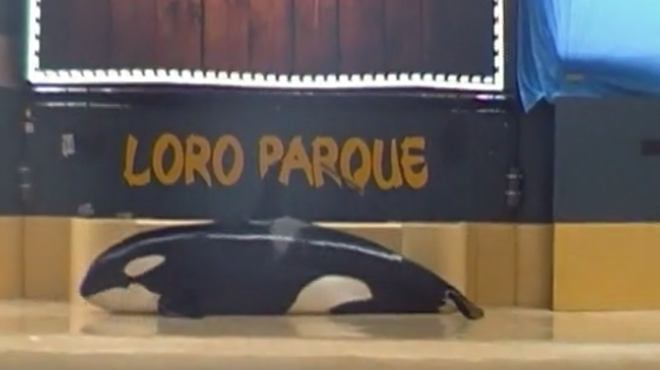 Disturbing video shows killer whale beaching itself at theme park