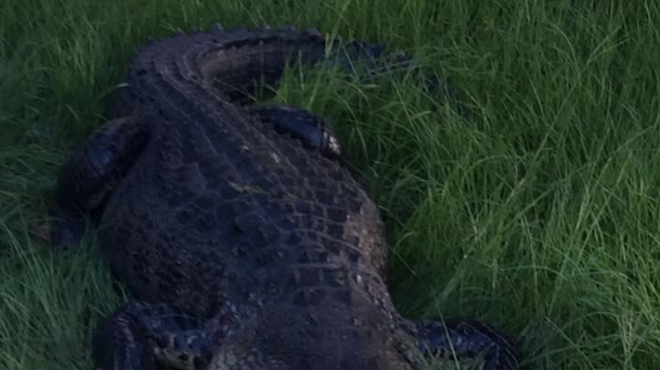 A 9-foot Florida gator was euthanized after biting a man in the leg