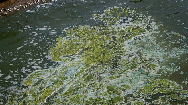 Sample of blue-green algae in Madison, Wisconsin