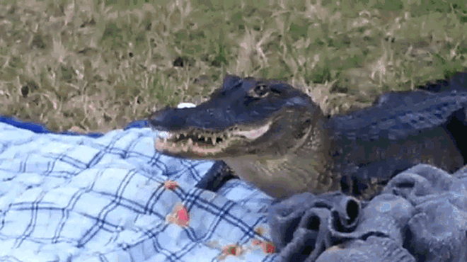 This is not Gwendolyn, but this gator also loves snacks