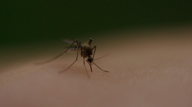 4 possible non-travel-related Zika cases are now being investigated in Florida