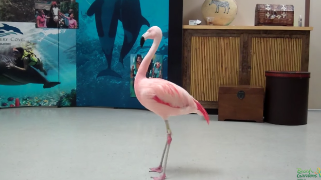 Orlando man arrested for throwing and killing a flamingo at Busch Gardens