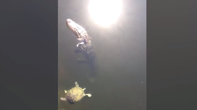 Watch this fisherman accidentally catch a 6-foot alligator in Kissimmee