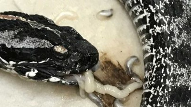 The invasive bloodsucking worms found in Burmese pythons are now killing Central Florida snakes