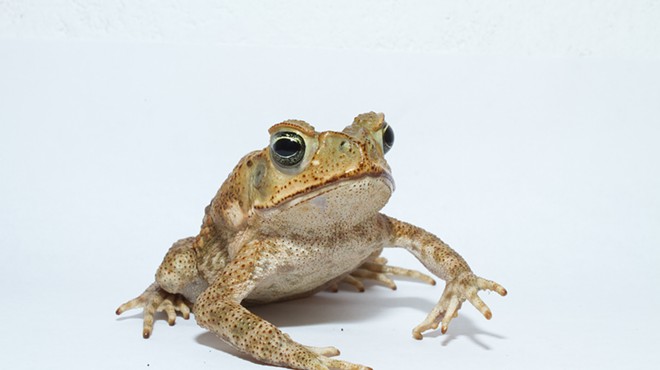 Florida has a giant poison toad problem