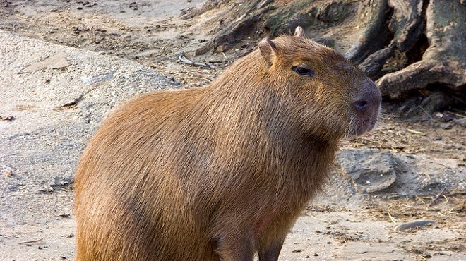 Florida now has a capybara problem