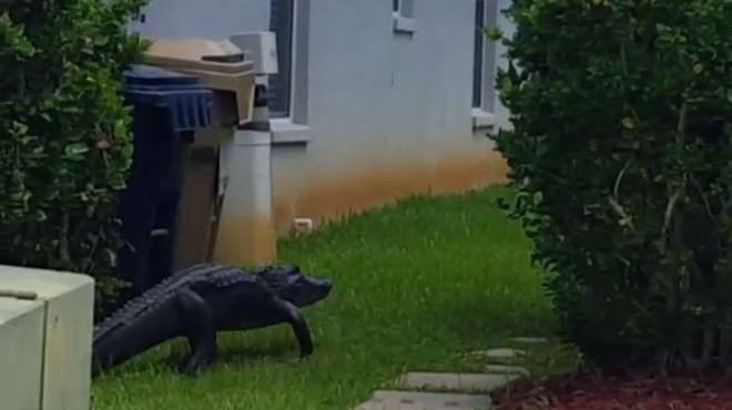 Carefree alligator strolls through Florida man's yard