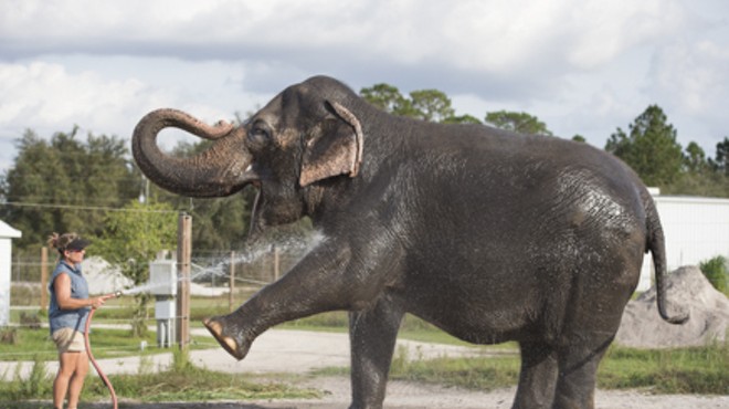 Florida elephant center with strong ties to Disney shuts down after numerous deaths