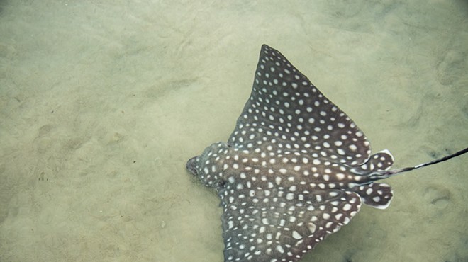 Look at these cute spotted eagle ray pups that were born at Discovery Cove