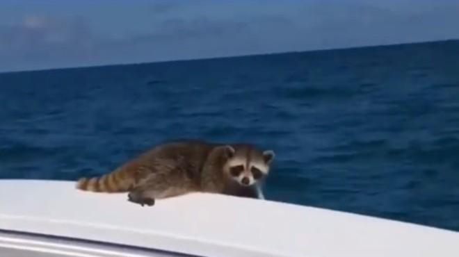 Florida man apologizes for leaving a raccoon to die 20 miles offshore