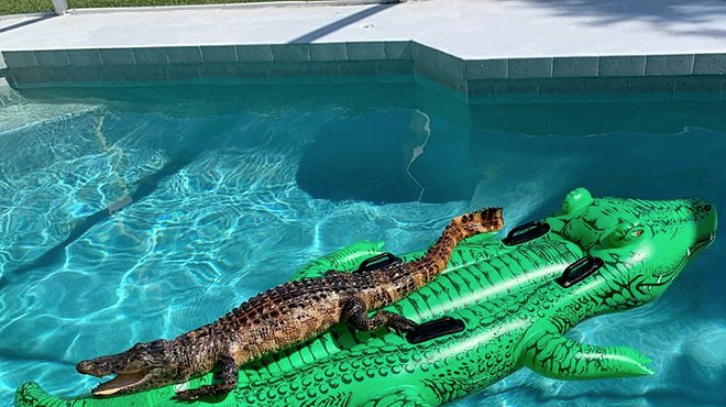 This alligator was caught working on a summer tan in a South Florida pool